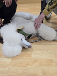 ドックセラピー