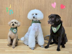 ドックセラピー