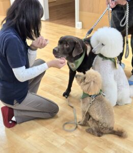 ドックセラピー