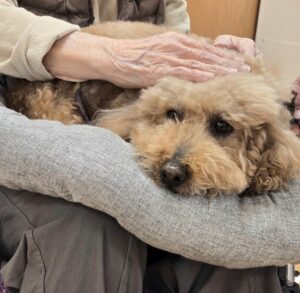 ドックセラピー