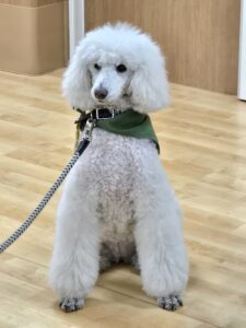 ドックセラピー