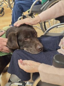 ドックセラピー