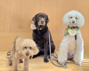 ドックセラピー