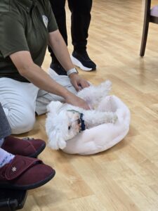 ドックセラピー